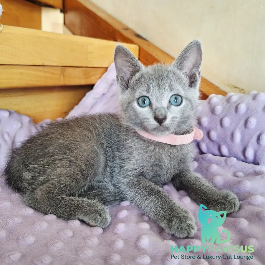 Cream Russian Blue female blue - live animals