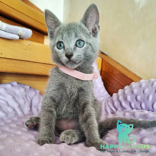 Cream Russian Blue female blue - live animals