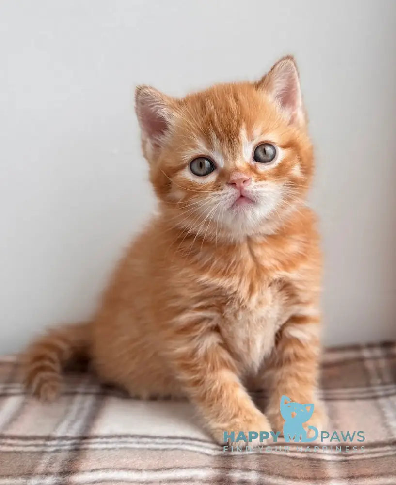 Cream Scottish Straight female red spotted tabby live animals