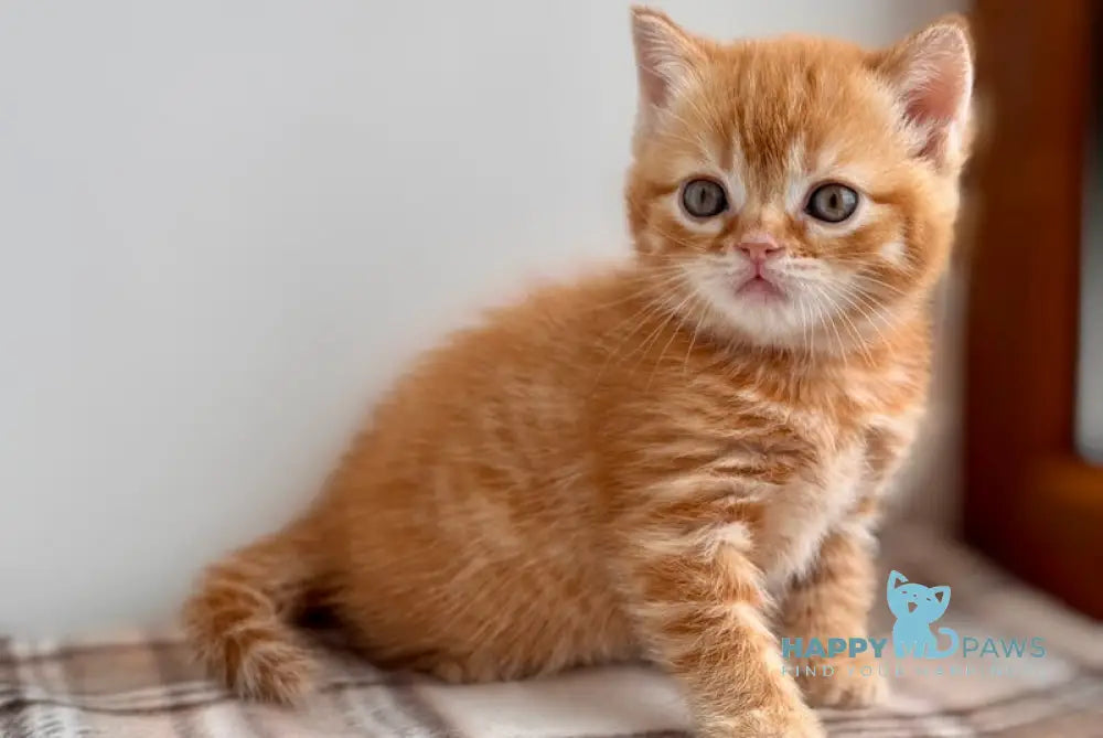 Cream Scottish Straight female red spotted tabby live animals