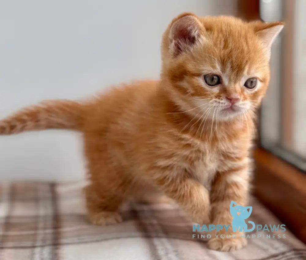 Cream Scottish Straight female red spotted tabby live animals