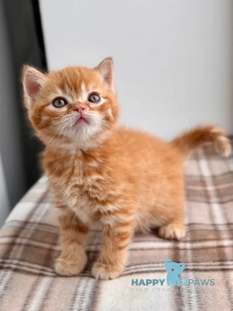 Cream Scottish Straight female red spotted tabby live animals