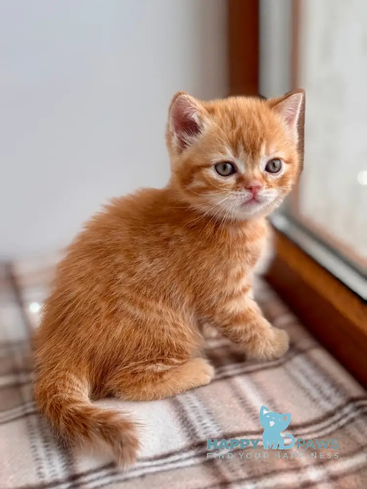 Cream Scottish Straight female red spotted tabby live animals