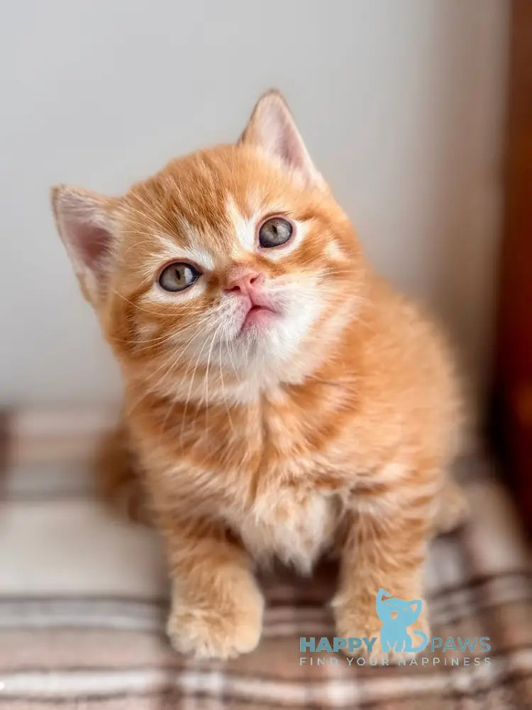 Cream Scottish Straight female red spotted tabby live animals