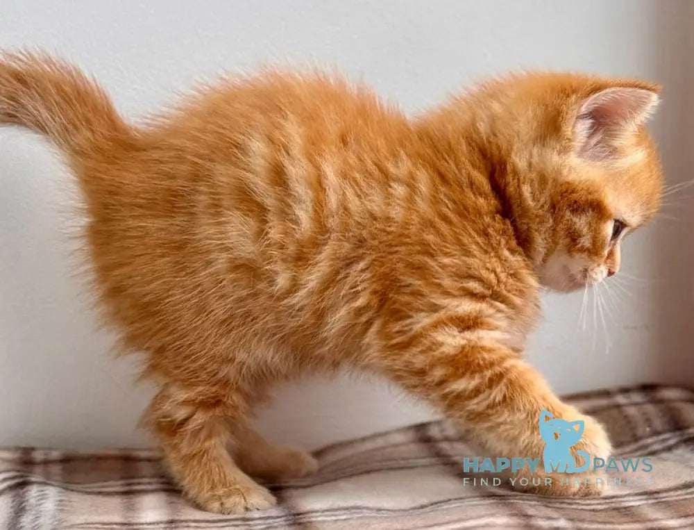 Cream Scottish Straight female red spotted tabby live animals