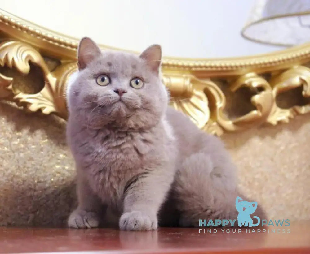 CreamCake British Shorthair male fawn live animals