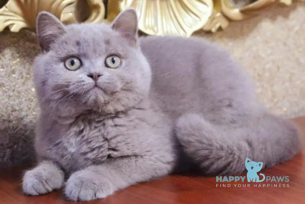 CreamCake British Shorthair male fawn live animals