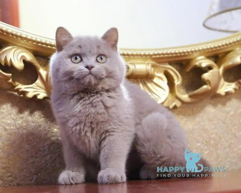 CreamCake British Shorthair male fawn live animals