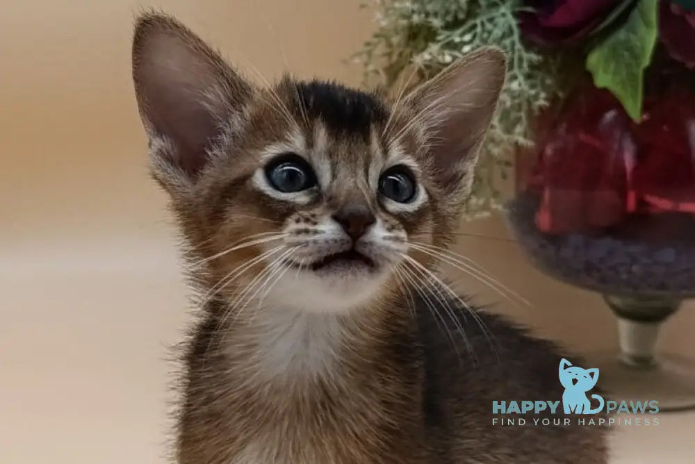 Criks Abyssinian male black live animals