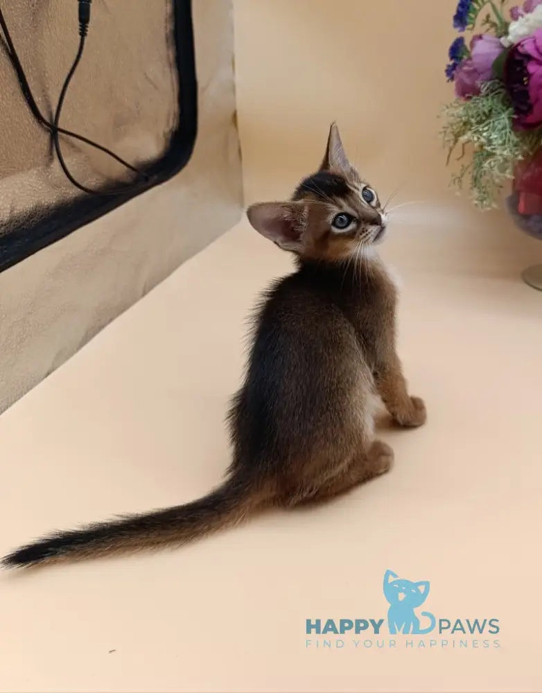 Criks Abyssinian male black live animals