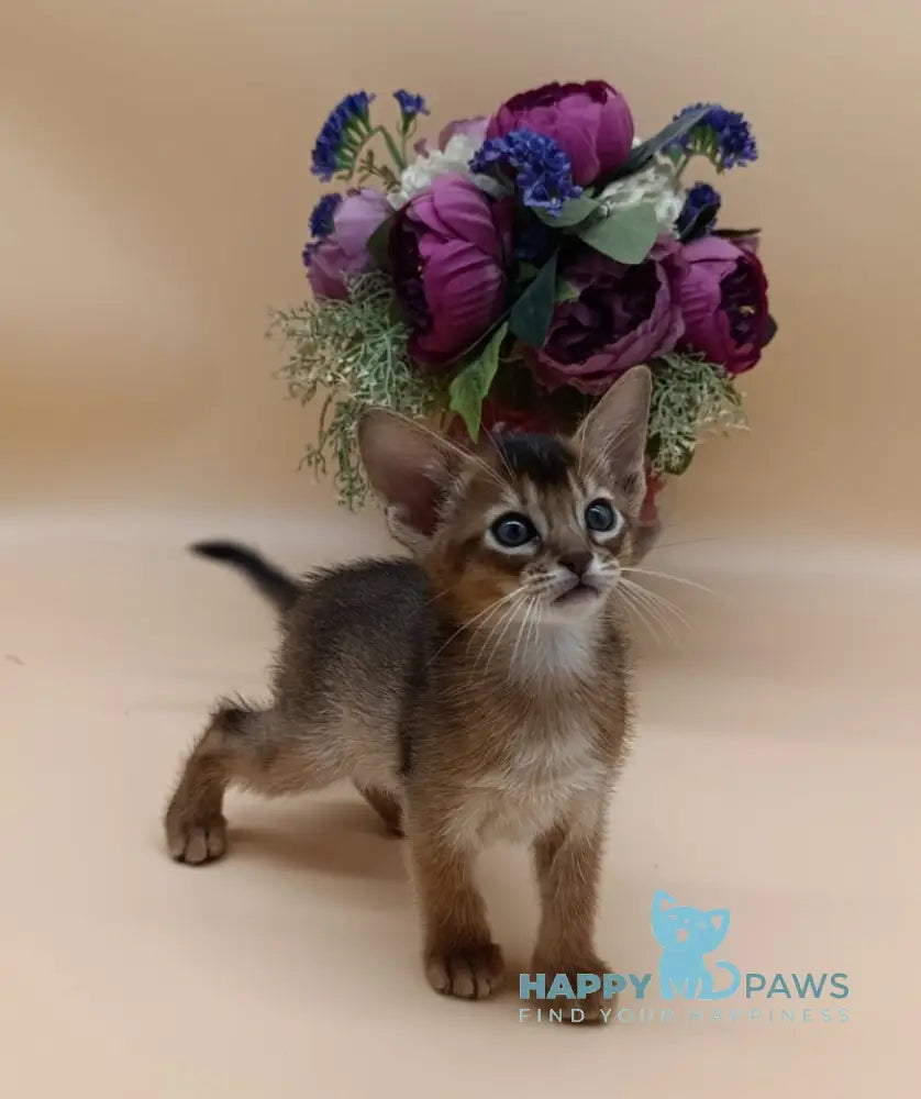 Criks Abyssinian male black live animals