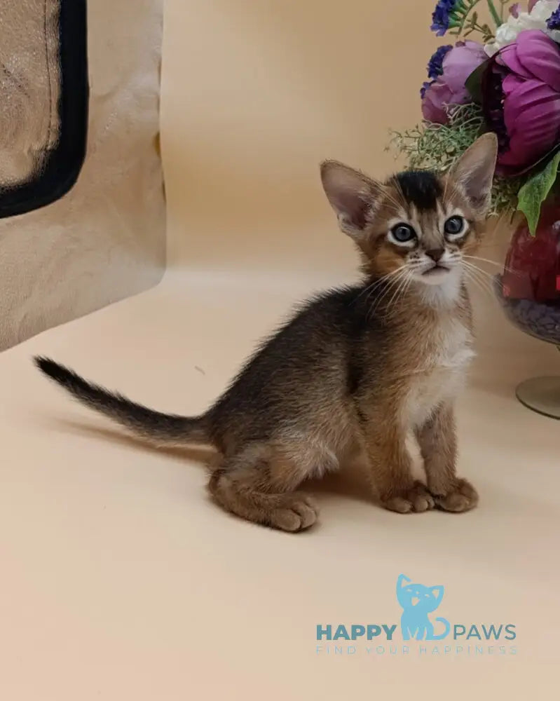 Criks Abyssinian male black live animals