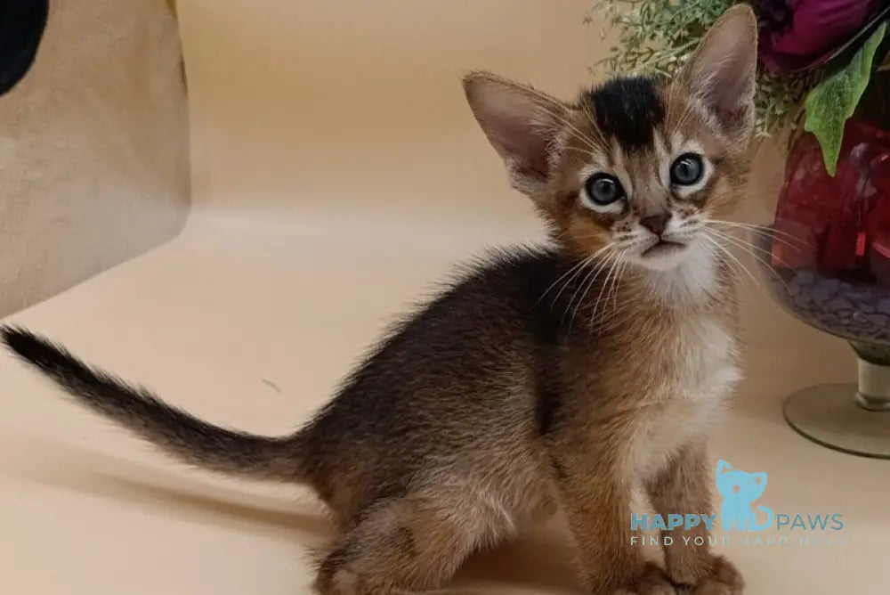 Criks Abyssinian male black live animals