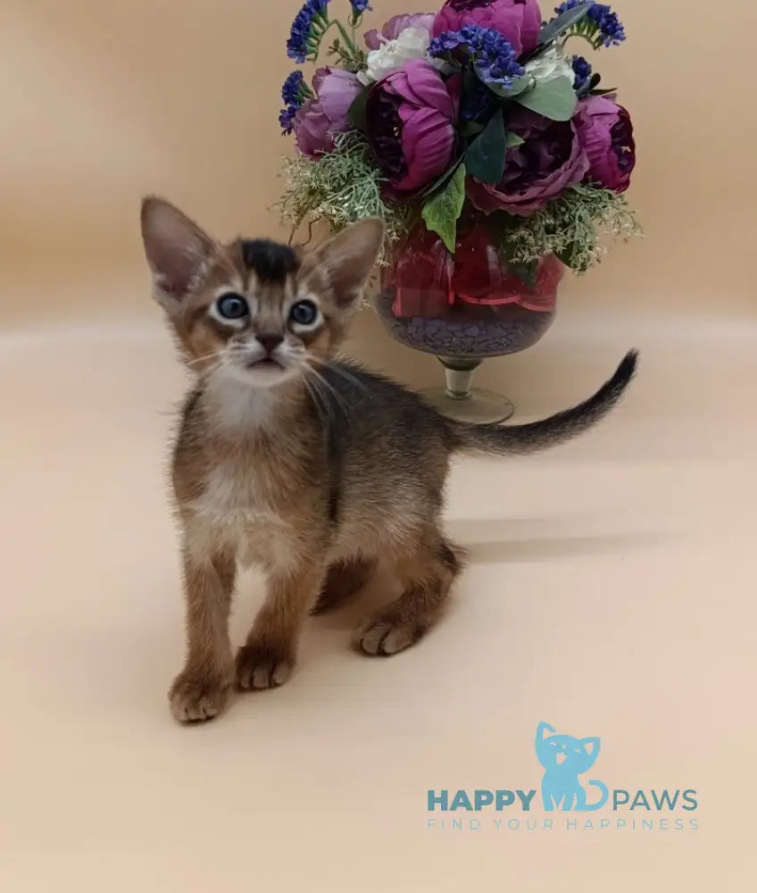 Criks Abyssinian male black live animals