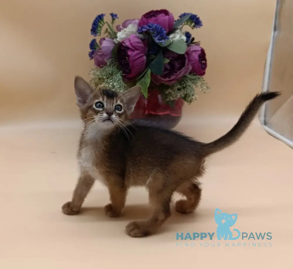 Criks Abyssinian male black live animals