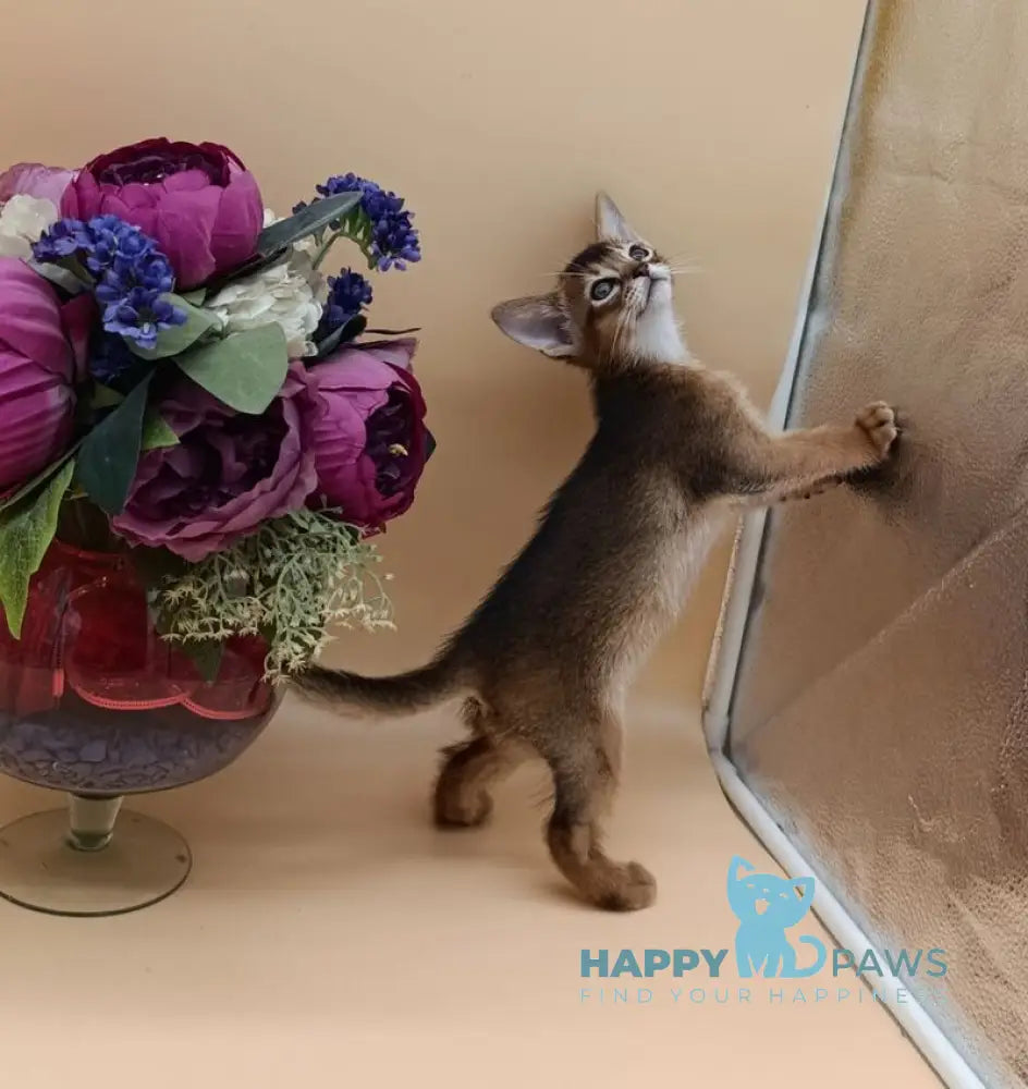 Criks Abyssinian male black live animals