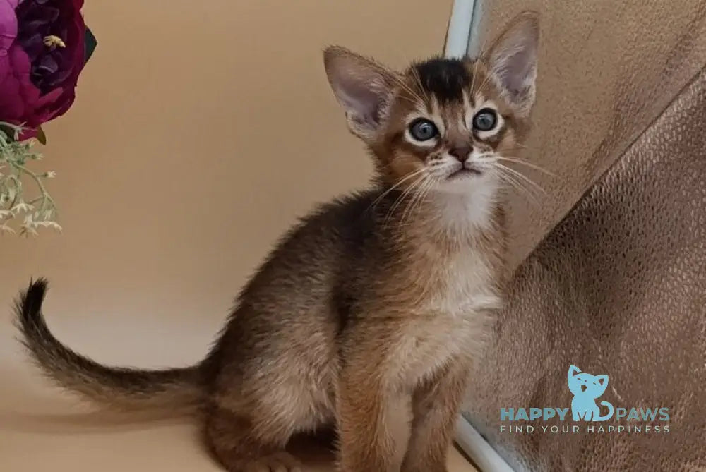 Criks Abyssinian male black live animals