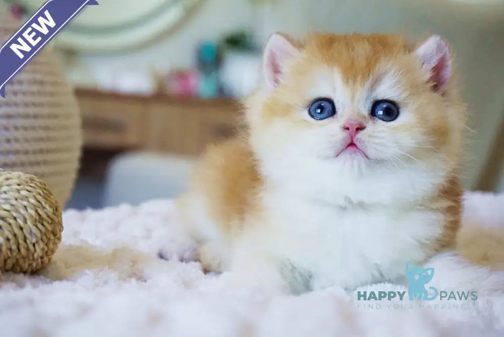 Crispy British Shorthair male black golden chinchilla live animals