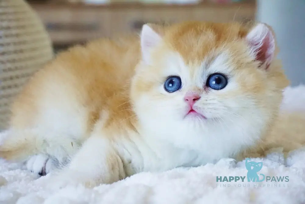 Crispy British Shorthair male black golden chinchilla live animals