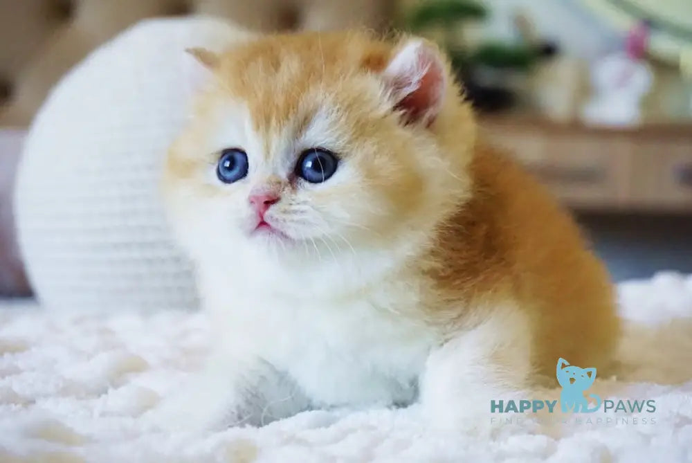 Crispy British Shorthair male black golden chinchilla live animals