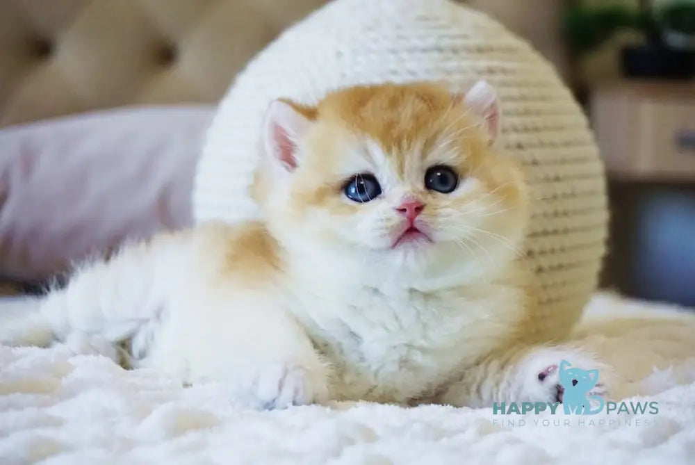 Crispy British Shorthair male black golden chinchilla live animals