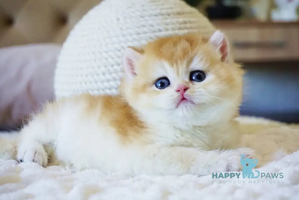 Crispy British Shorthair male black golden chinchilla live animals