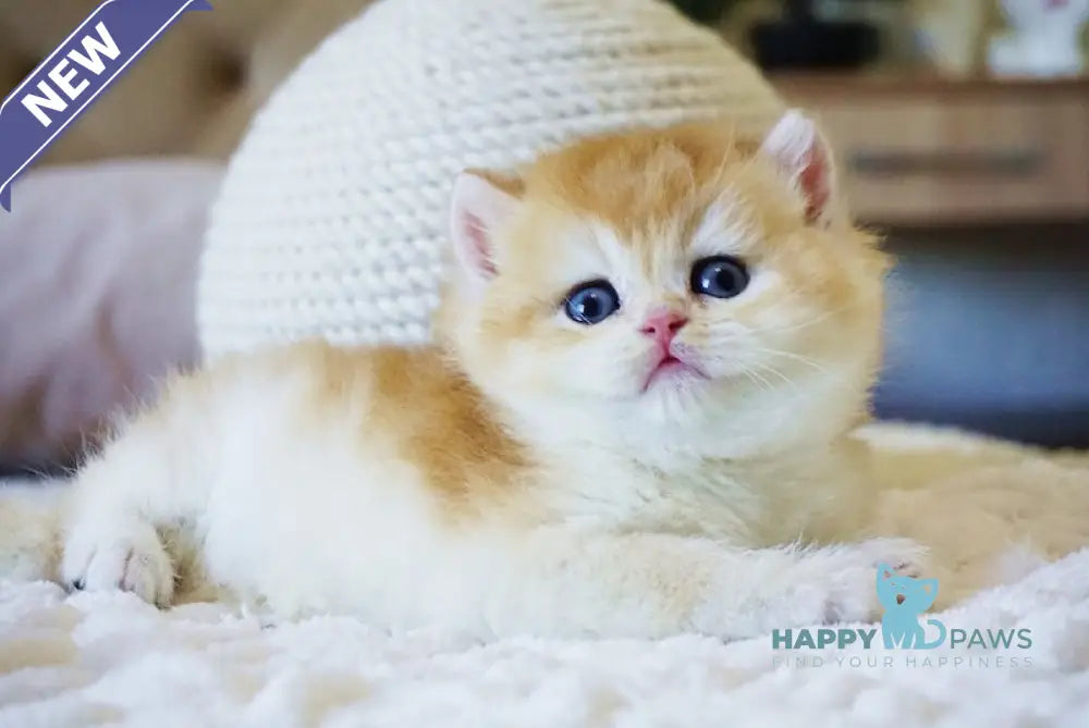 Crispy British Shorthair male black golden chinchilla live animals