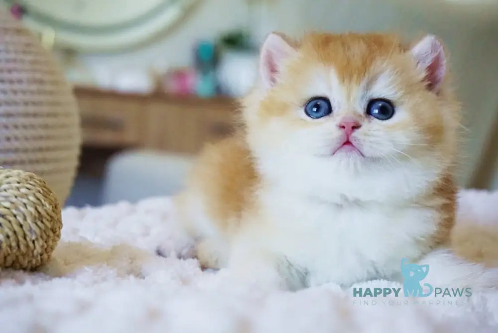 Crispy British Shorthair male black golden chinchilla live animals