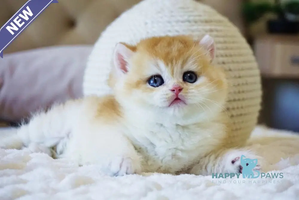 Crispy British Shorthair male black golden chinchilla live animals