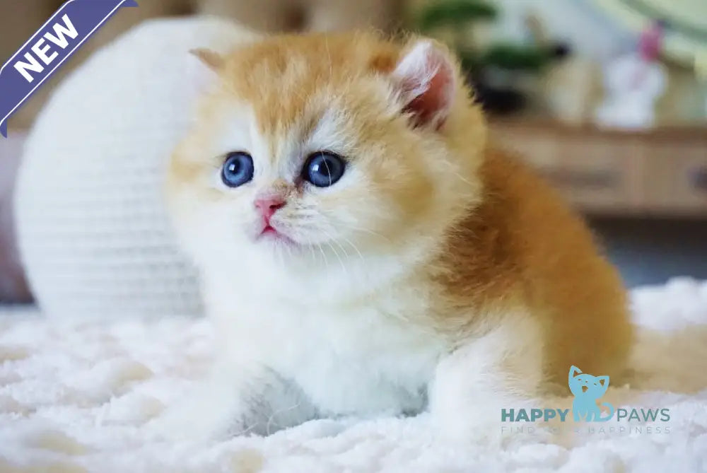 Crispy British Shorthair male black golden chinchilla live animals