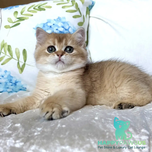 Crispy British Shorthair male black golden shaded - live animals