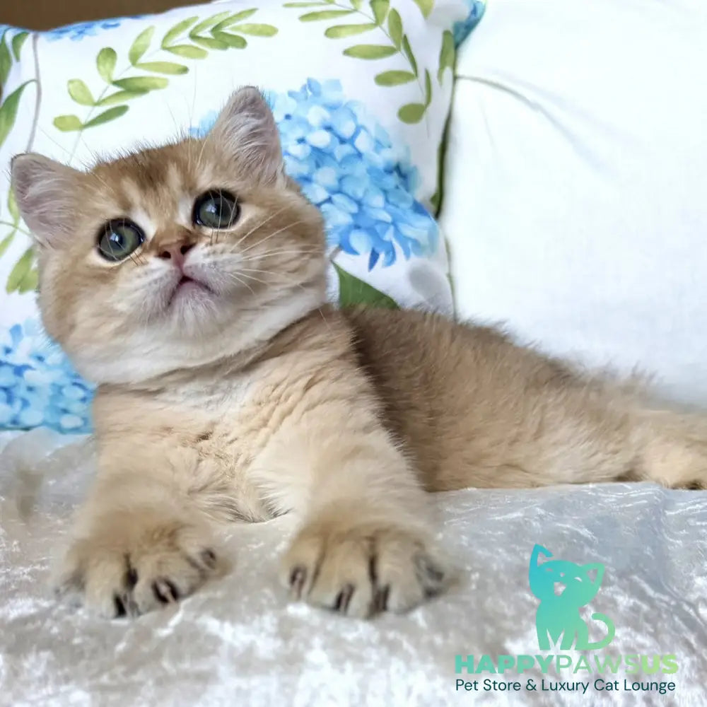Crispy British Shorthair male black golden shaded - live animals