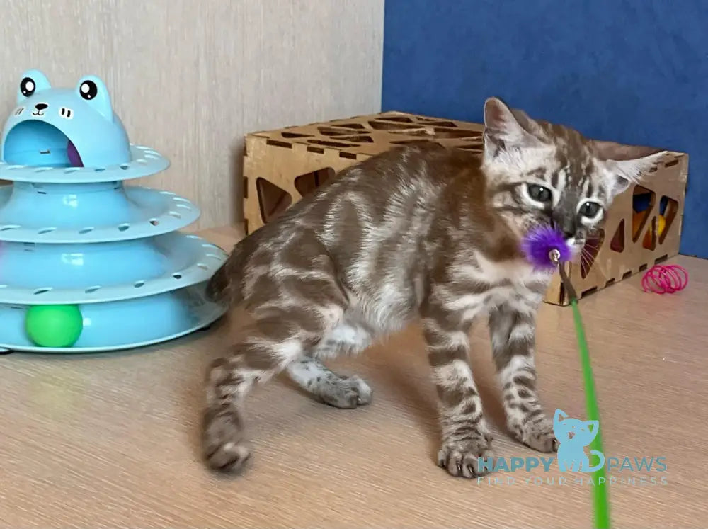 Cristal Bengal male snow sepia live animals