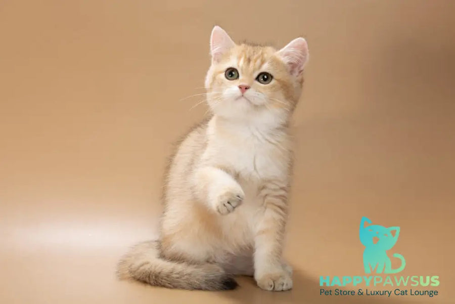 Cristian British Shorthair male black golden shaded - live animals