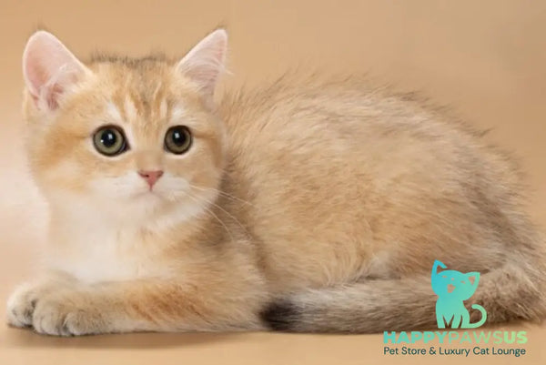 Cristian British Shorthair male black golden shaded - live animals