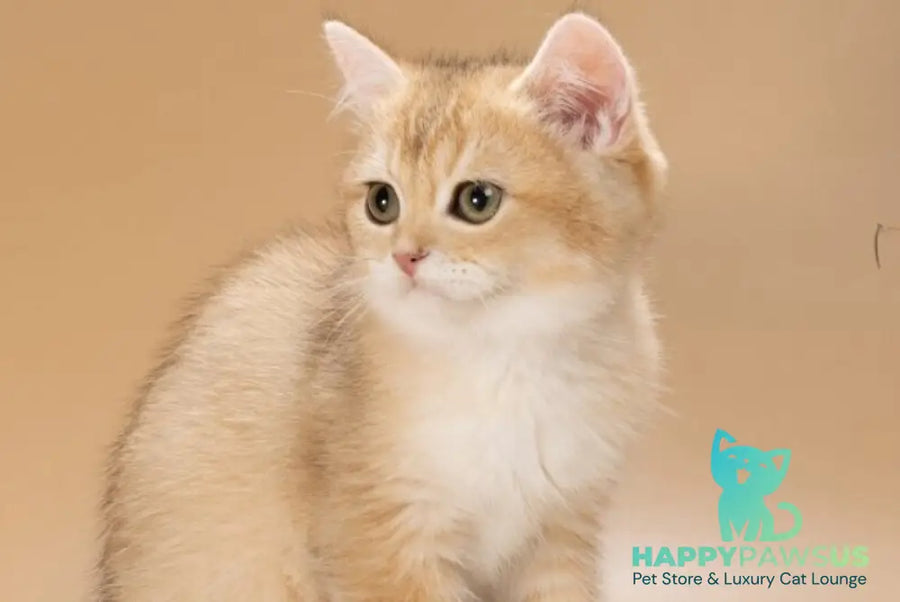 Cristian British Shorthair male black golden shaded - live animals