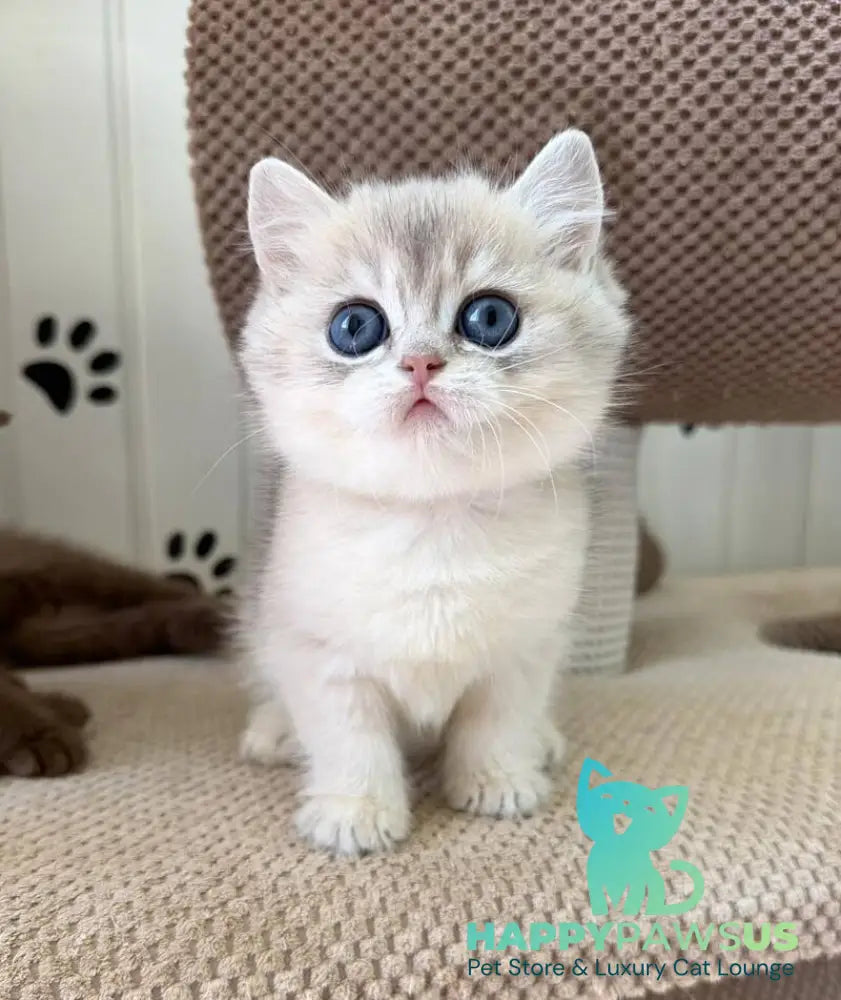 Cristian British Shorthair male blue golden shaded - live animals