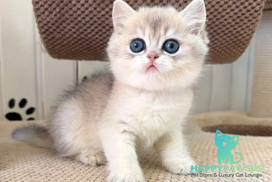 Cristian British Shorthair male blue golden shaded - live animals
