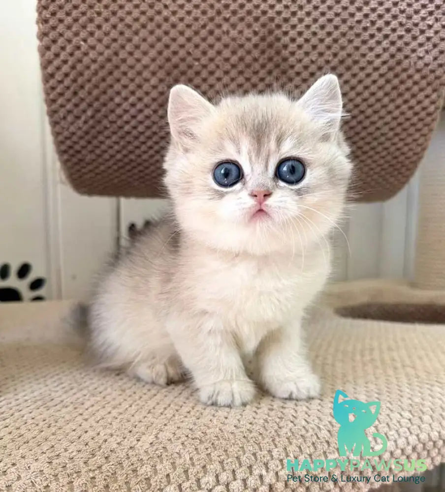 Cristian British Shorthair male blue golden shaded - live animals