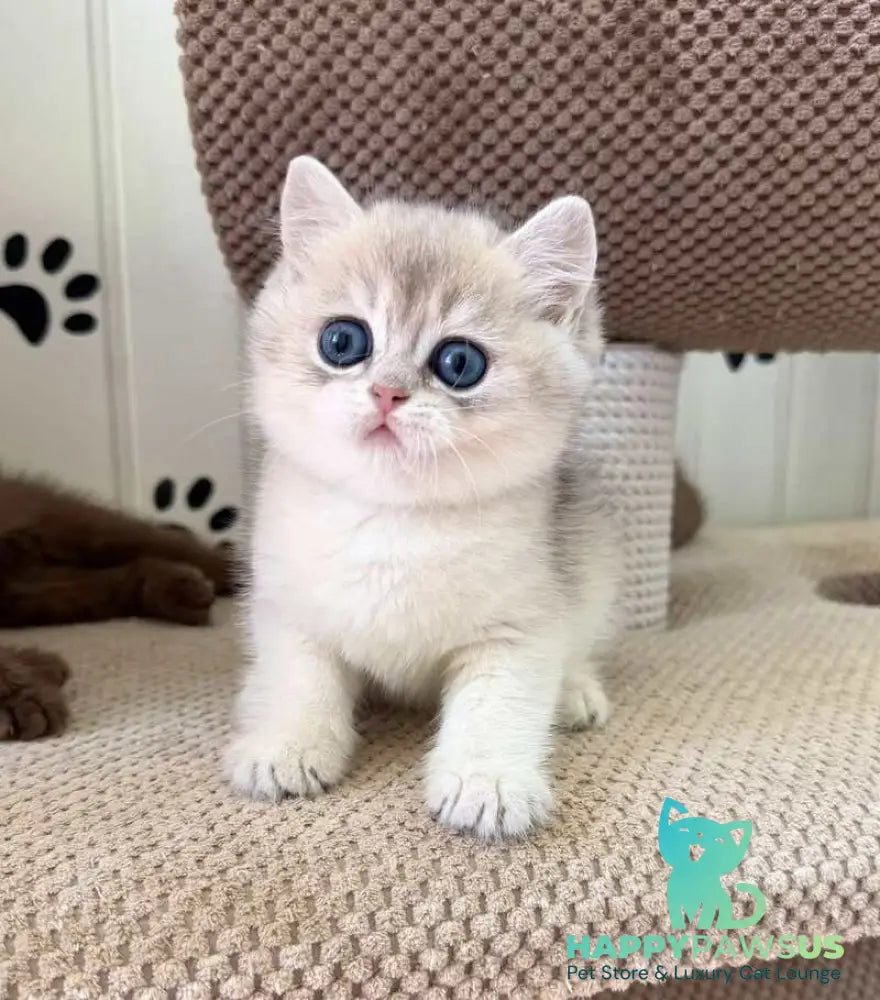Cristian British Shorthair male blue golden shaded - live animals