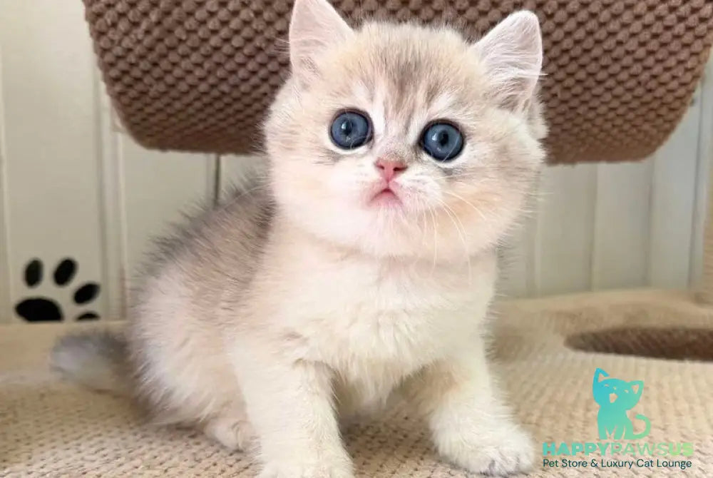 Cristian British Shorthair male blue golden shaded - live animals