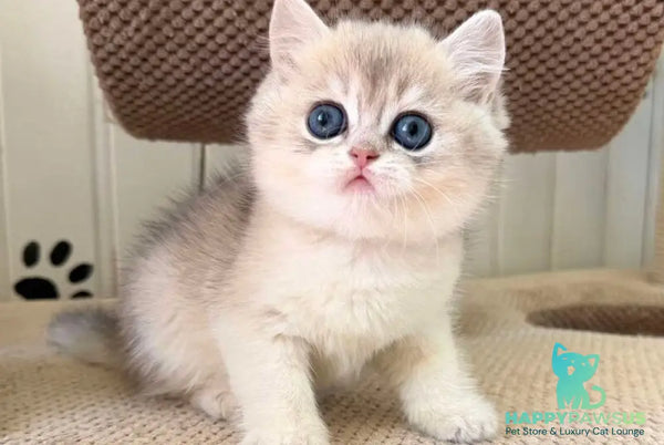 Cristian British Shorthair male blue golden shaded - live animals