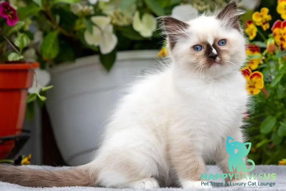 Cruella Ragdoll female seal mitted - live animals