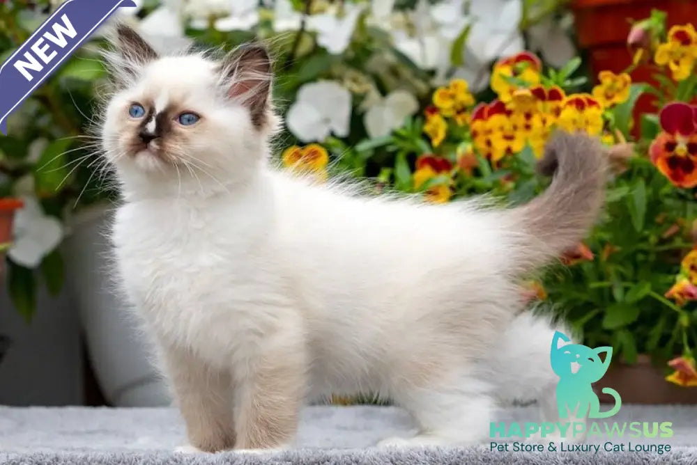 Cruella Ragdoll female seal mitted - live animals