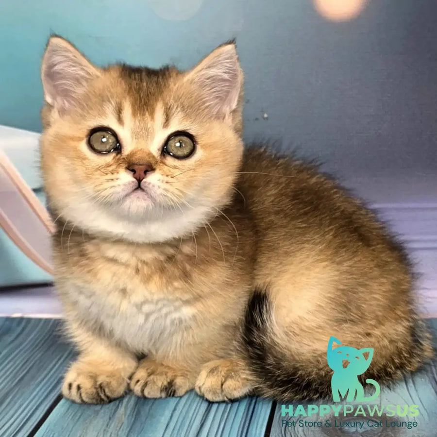 Crumble Munchkin male black golden shaded - live animals