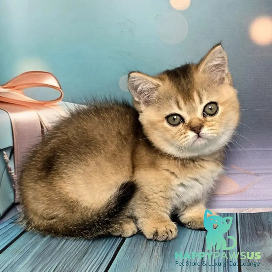 Crumble Munchkin male black golden shaded - live animals