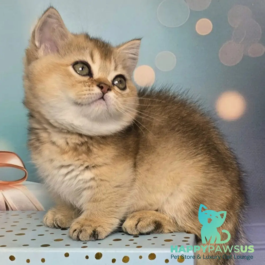 Crumble Munchkin male black golden shaded - live animals