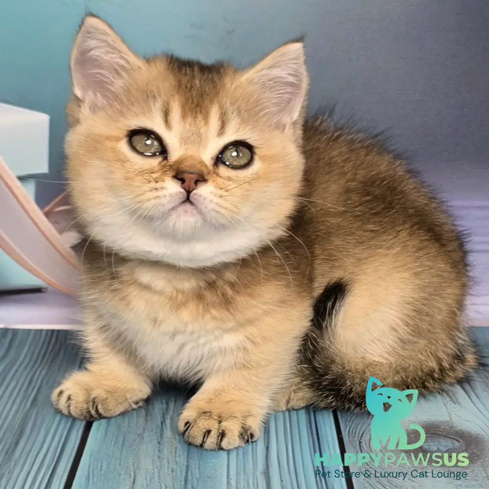 Crumble Munchkin male black golden shaded - live animals
