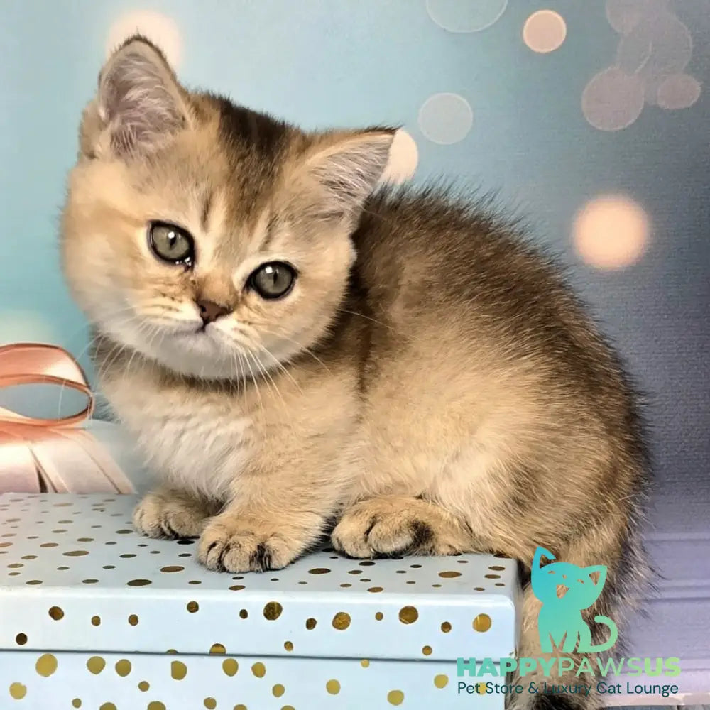 Crumble Munchkin male black golden shaded - live animals