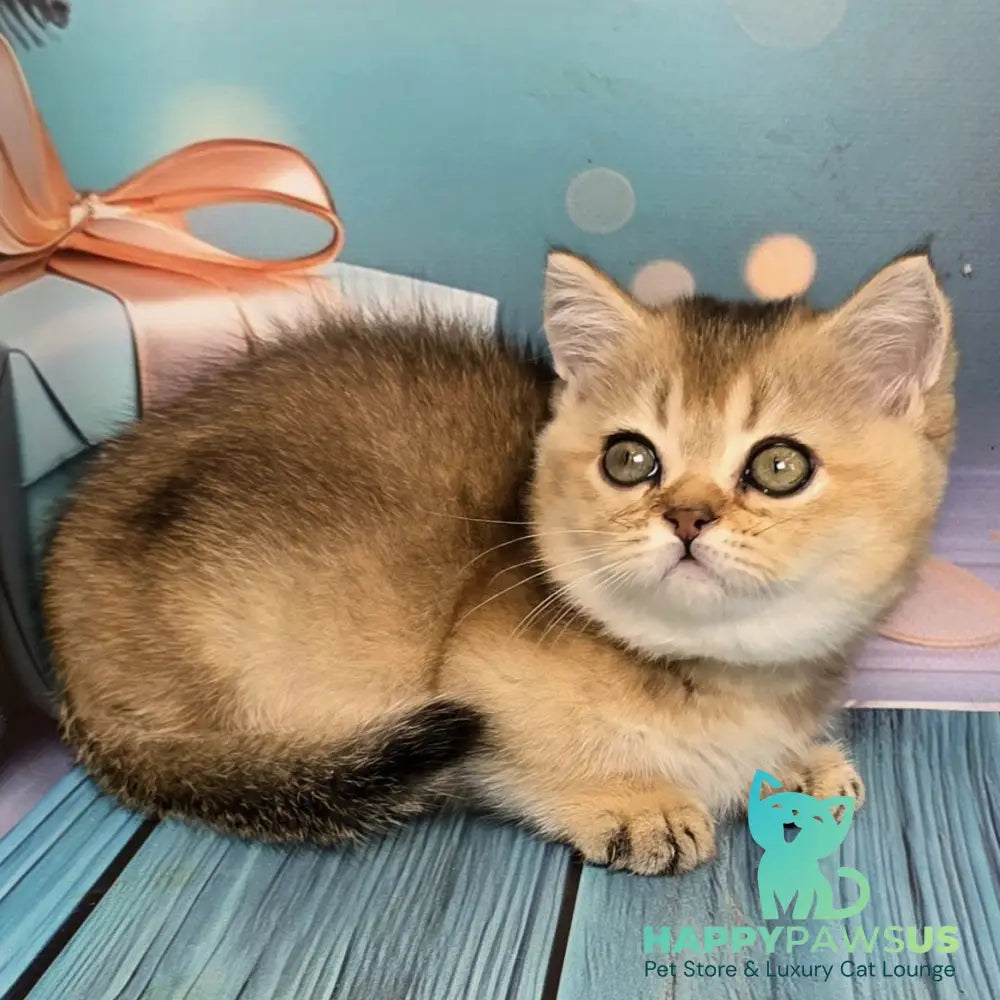 Crumble Munchkin male black golden shaded - live animals